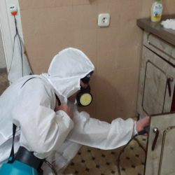 Дезинфекция от муравьев в квартире в поселке Володарского